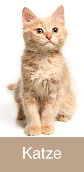 Tierbedarf Katze